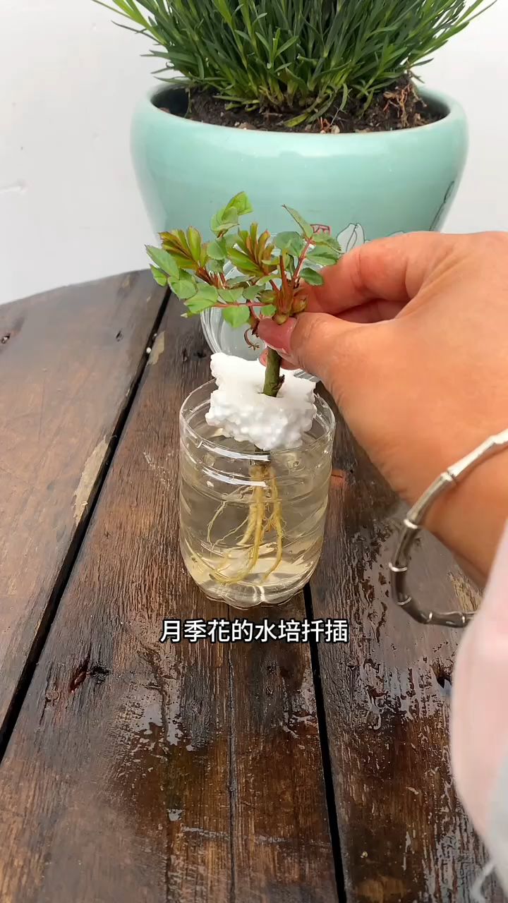 月季花水培扦插小技巧,学会了生根快,20天长出大白根