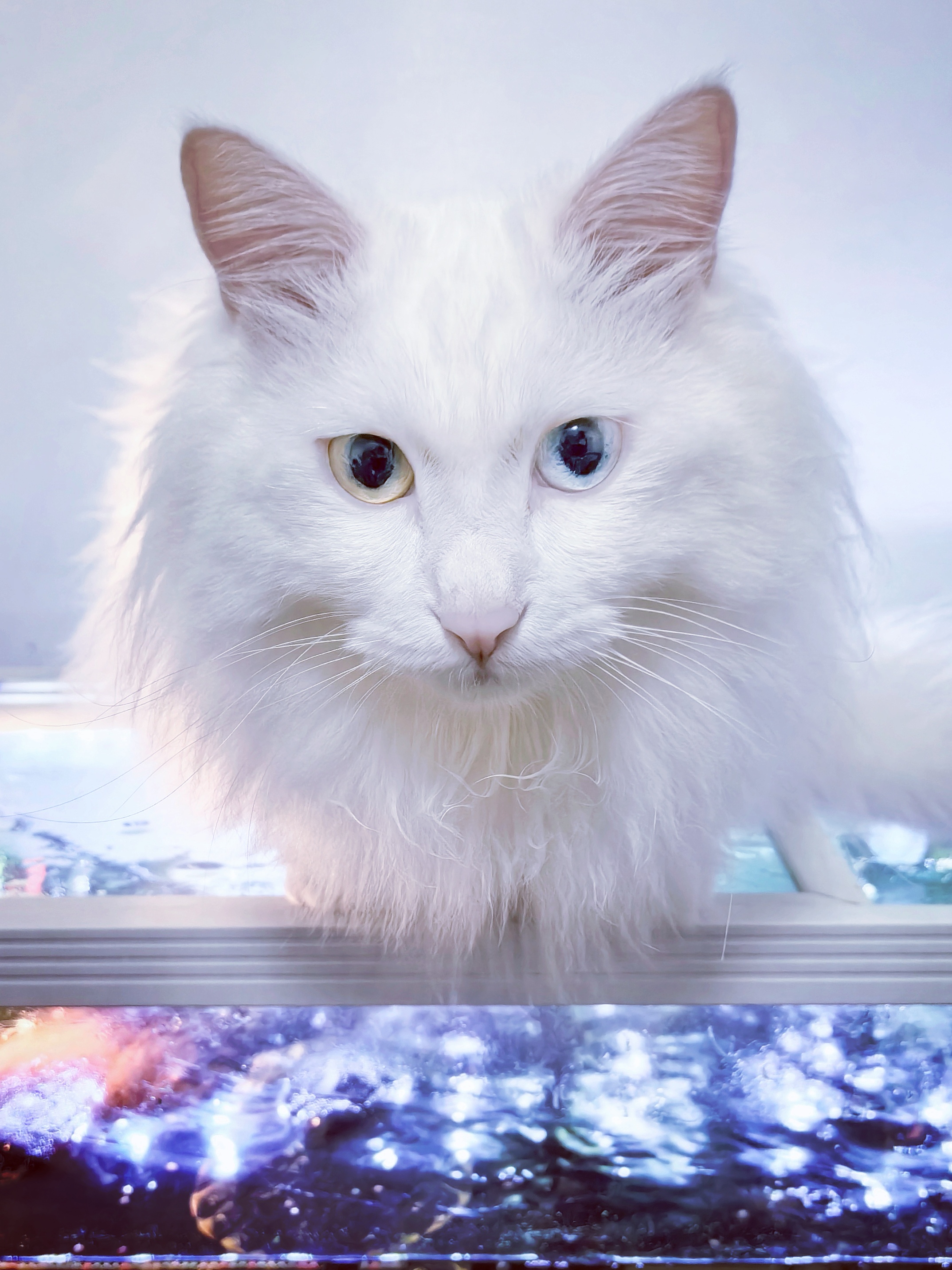 田园猫中的仙女猫,帅气又粘人,还不挑食的狮子猫!