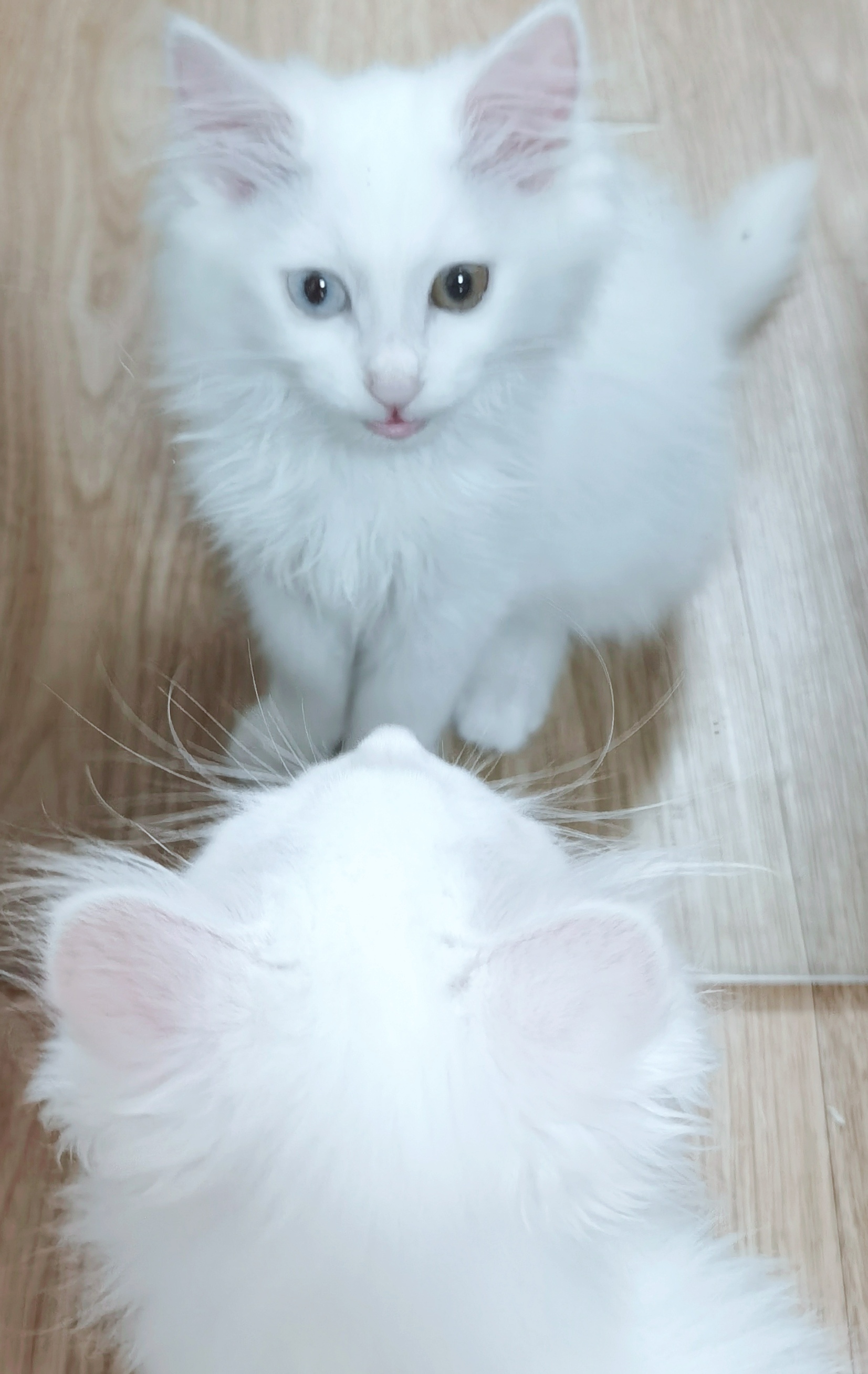 起源于山东临清是波斯猫安哥拉猫和鲁西狸猫杂交后经人们不断培育