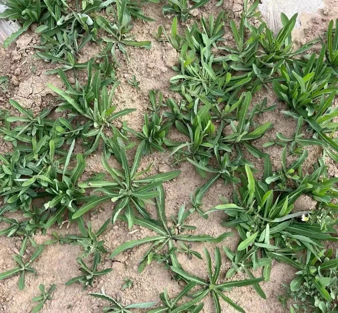 一株植物都了如指掌,可那天,我却站在路边,对着那片翠绿的野菜犯了难