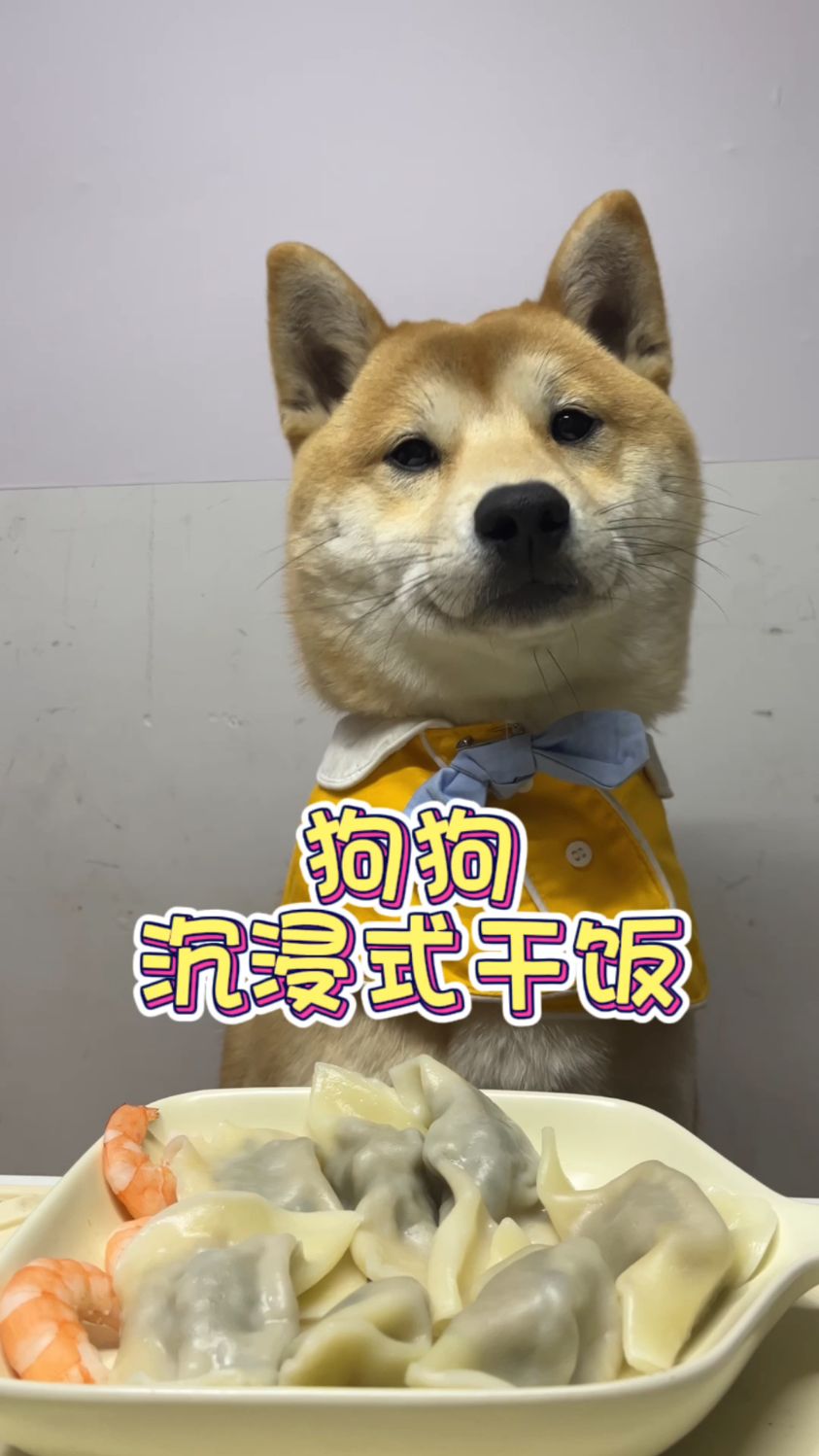 狗狗沉浸式干饭