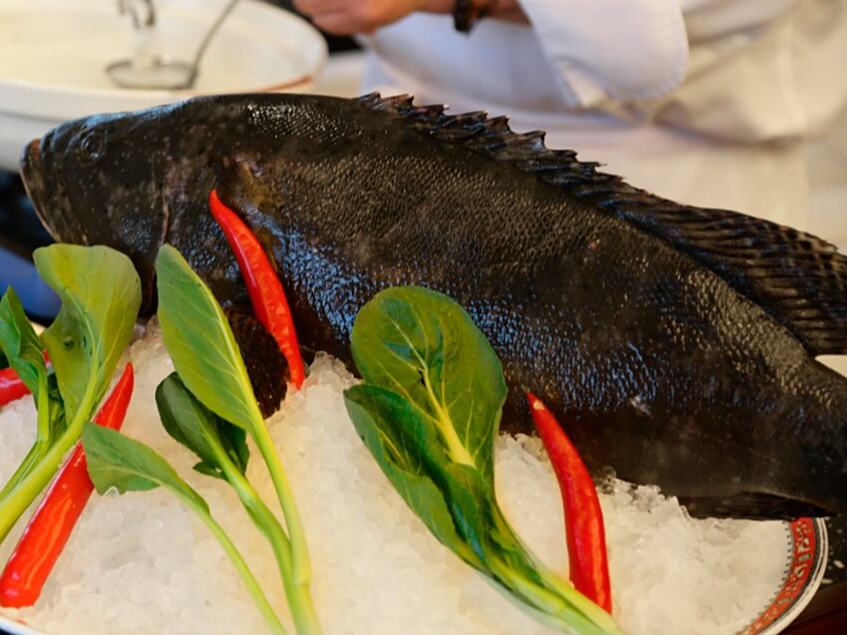 龙趸鱼,一种庞大而威严的海洋生物,让人不禁为之倾倒.