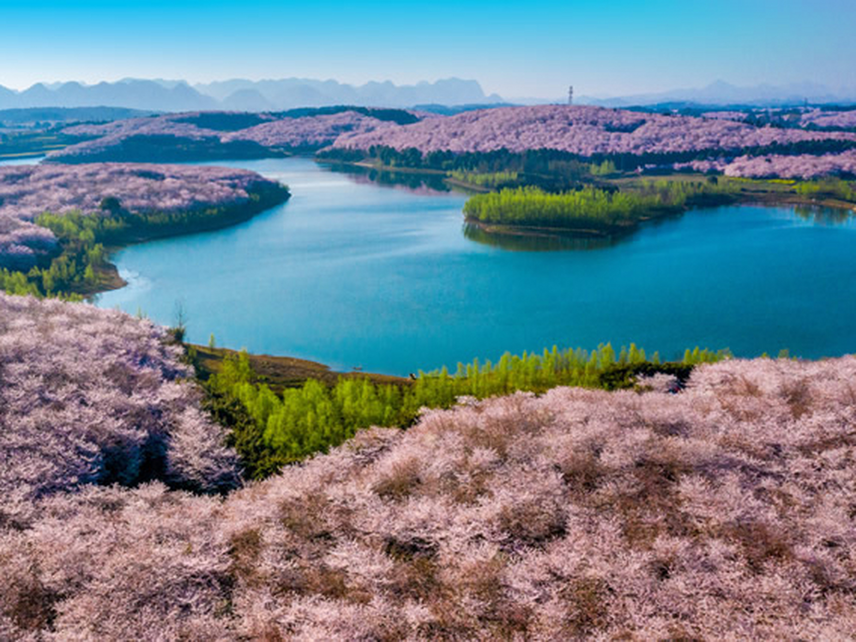 【探秘蓝色星球最美樱花园】  贵州红枫湖平坝万亩樱花园!