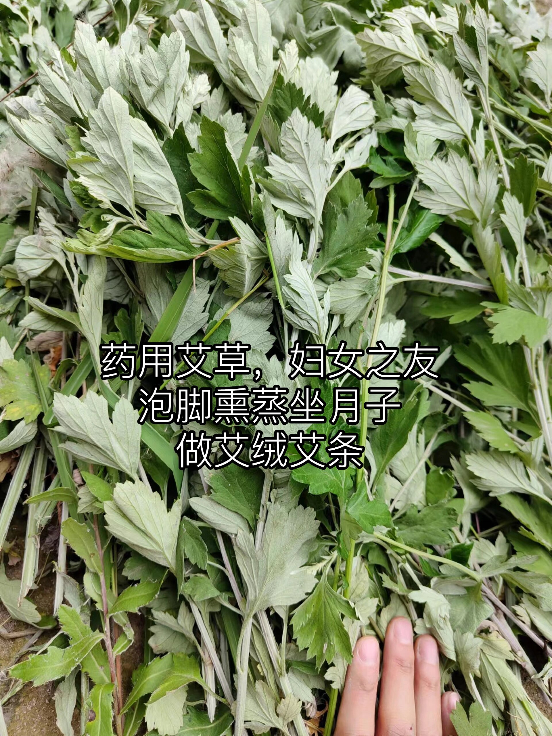 棉花草和艾蒿图片