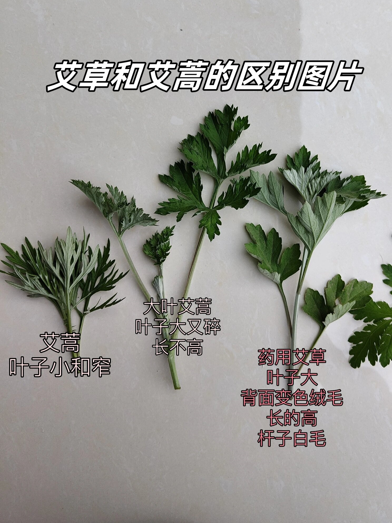 艾草和艾蒿的区别图片 大家好,今天让我们来一起了解艾草和艾蒿的
