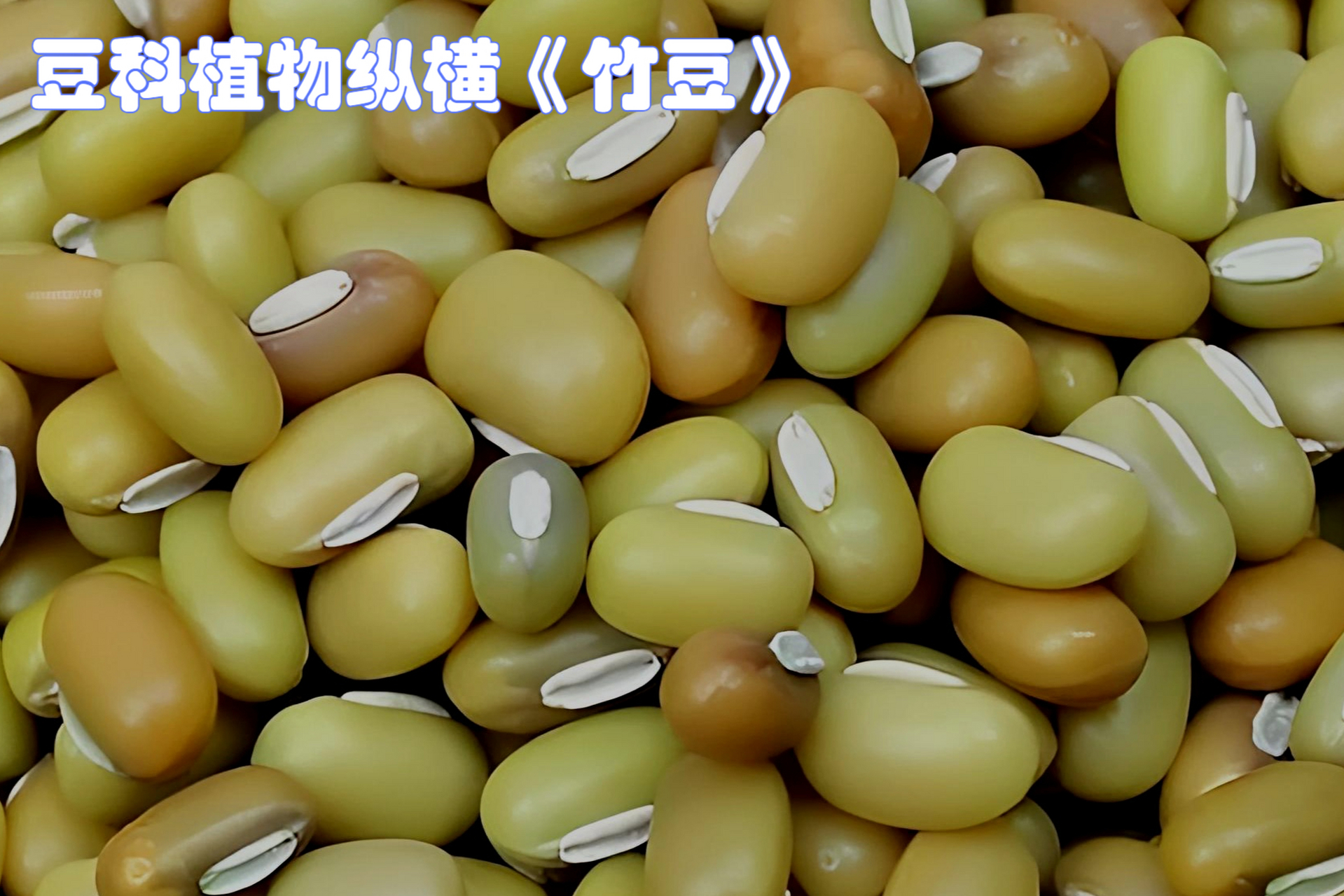 豆科植物竹豆具有生物学特性,生态价值和经济用途,可作为饲草,食品