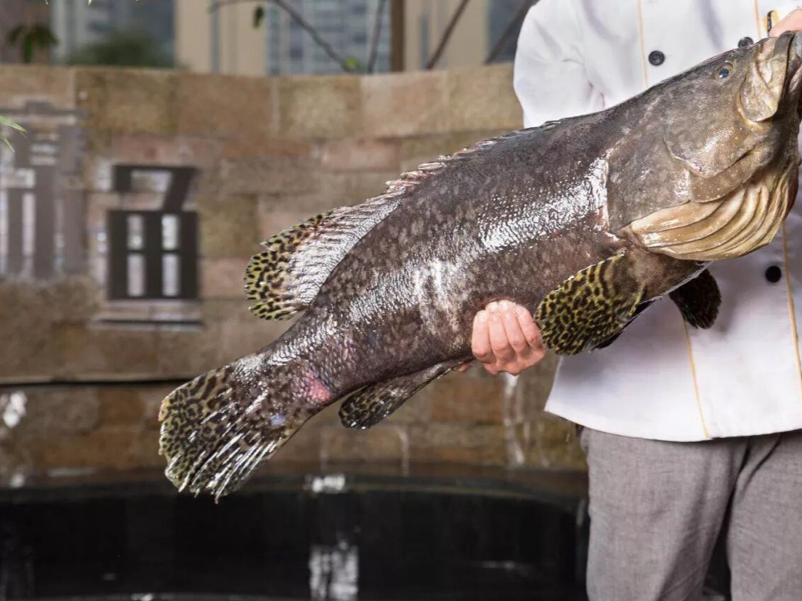 龙趸鱼,一种庞大而威严的海洋生物,让人不禁为之倾倒.