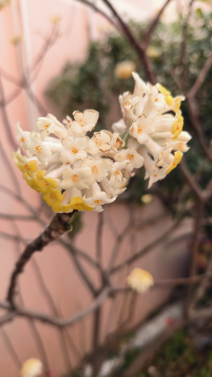 结香花,真的香气扑鼻. 花开枝头,有两朵已经残落.