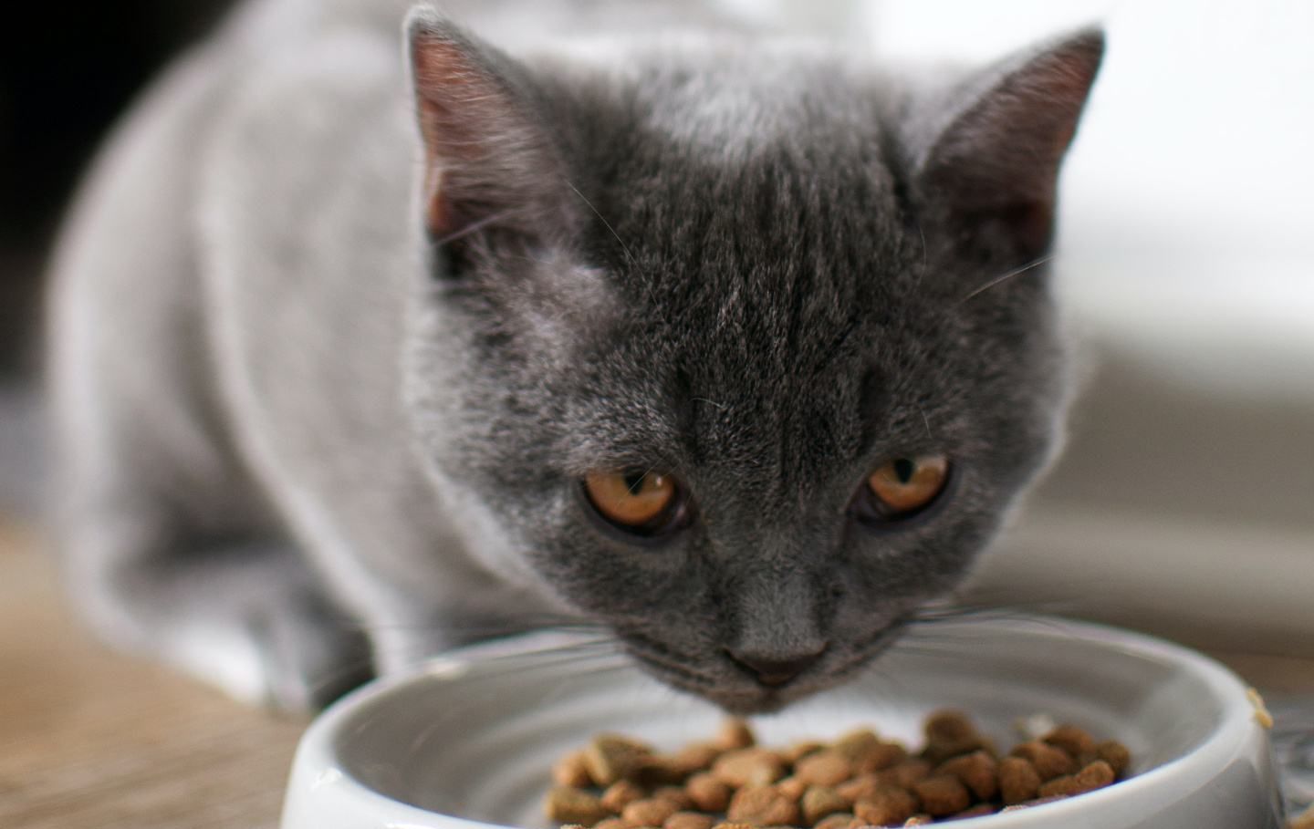 恨你入骨的猫咪,才有这些表现,别傻傻不懂