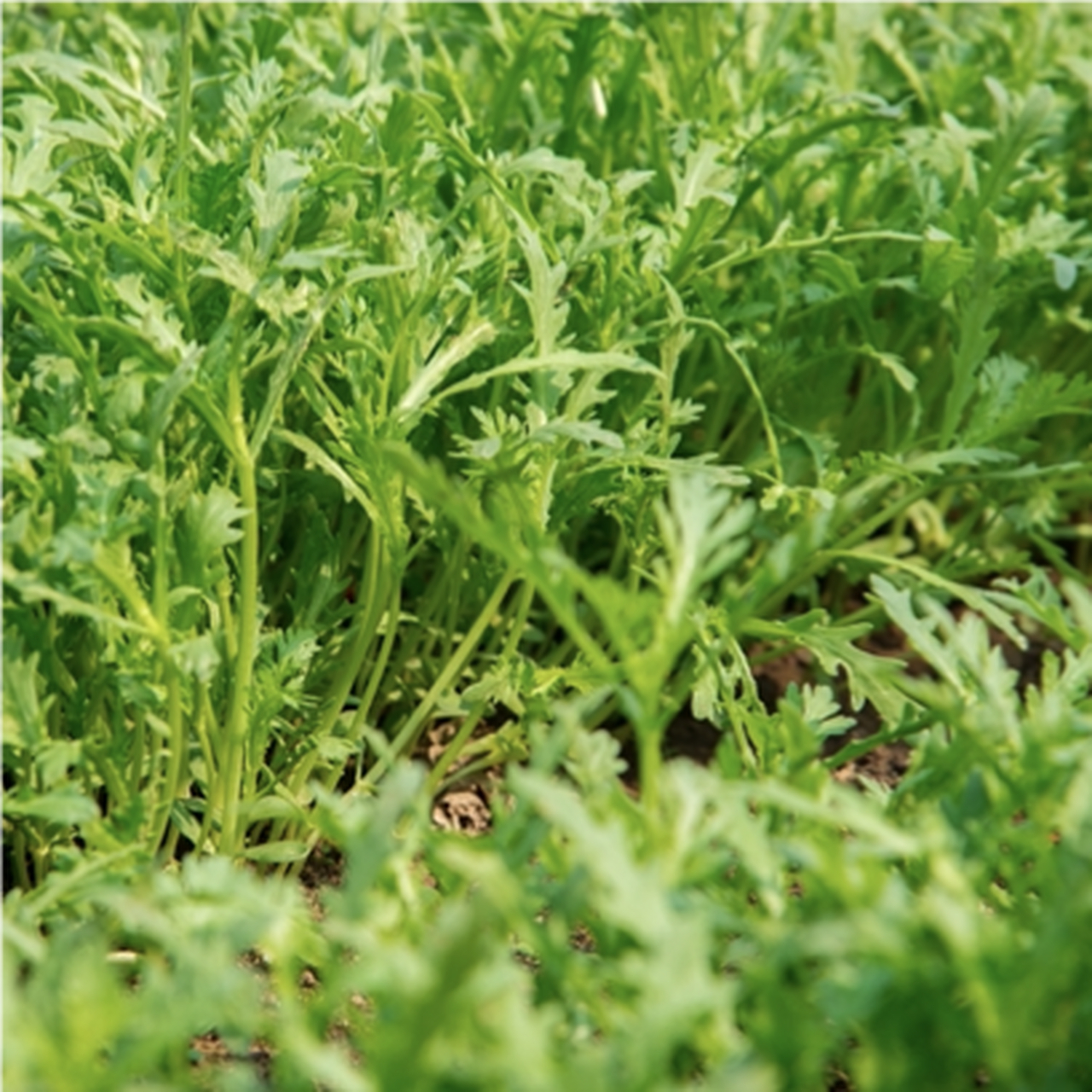 [原文:春种茼蒿正当时!种植