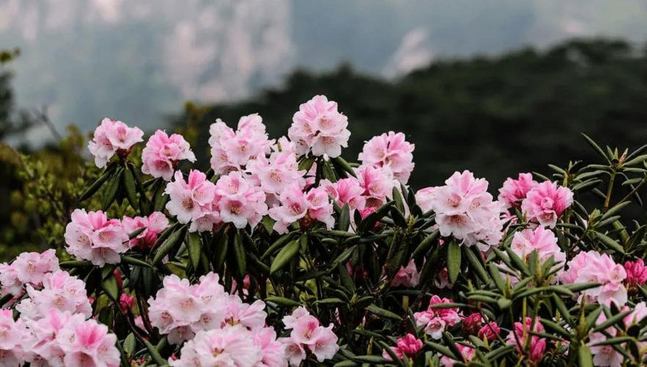 每当春夏之交,黄山杜鹃花便如约而至,盛开在海拔千米之上的岩坡灌丛