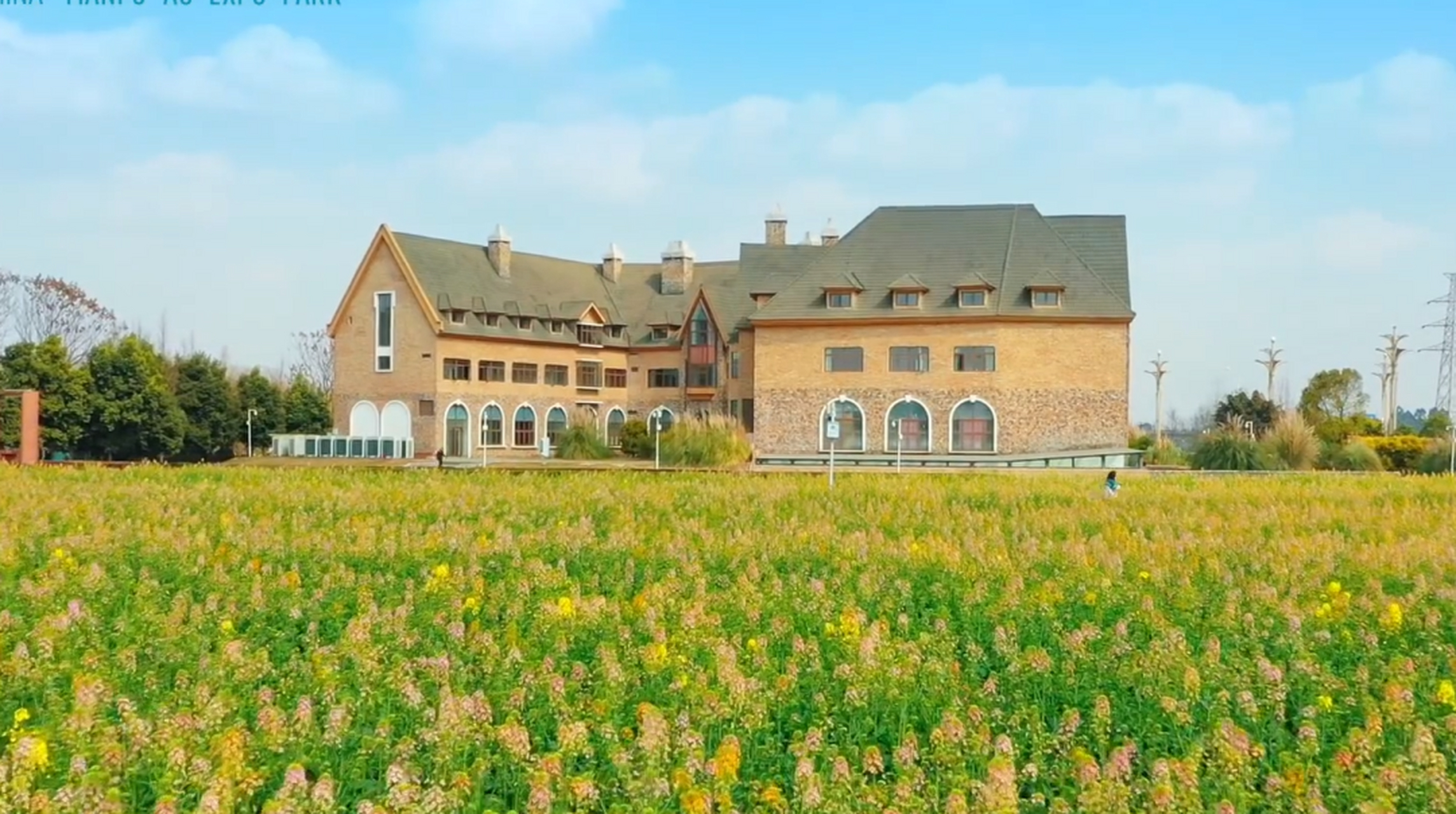 成都新津天府农博岛,这里的油菜花种植面积超千亩,其中,优质黄油菜花