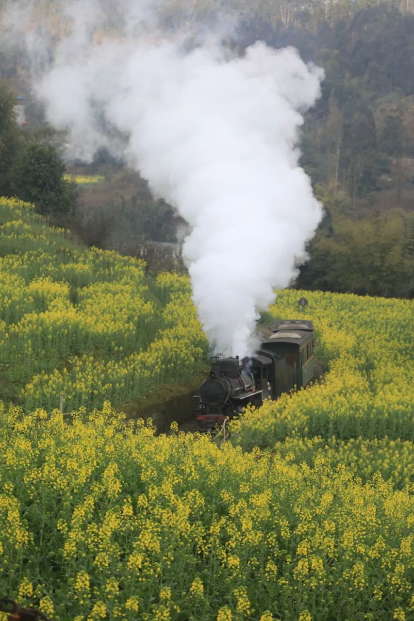 湖旅游区  赏油菜花,肯定还不能错过乐山嘉阳那列"开往春天的小火车"