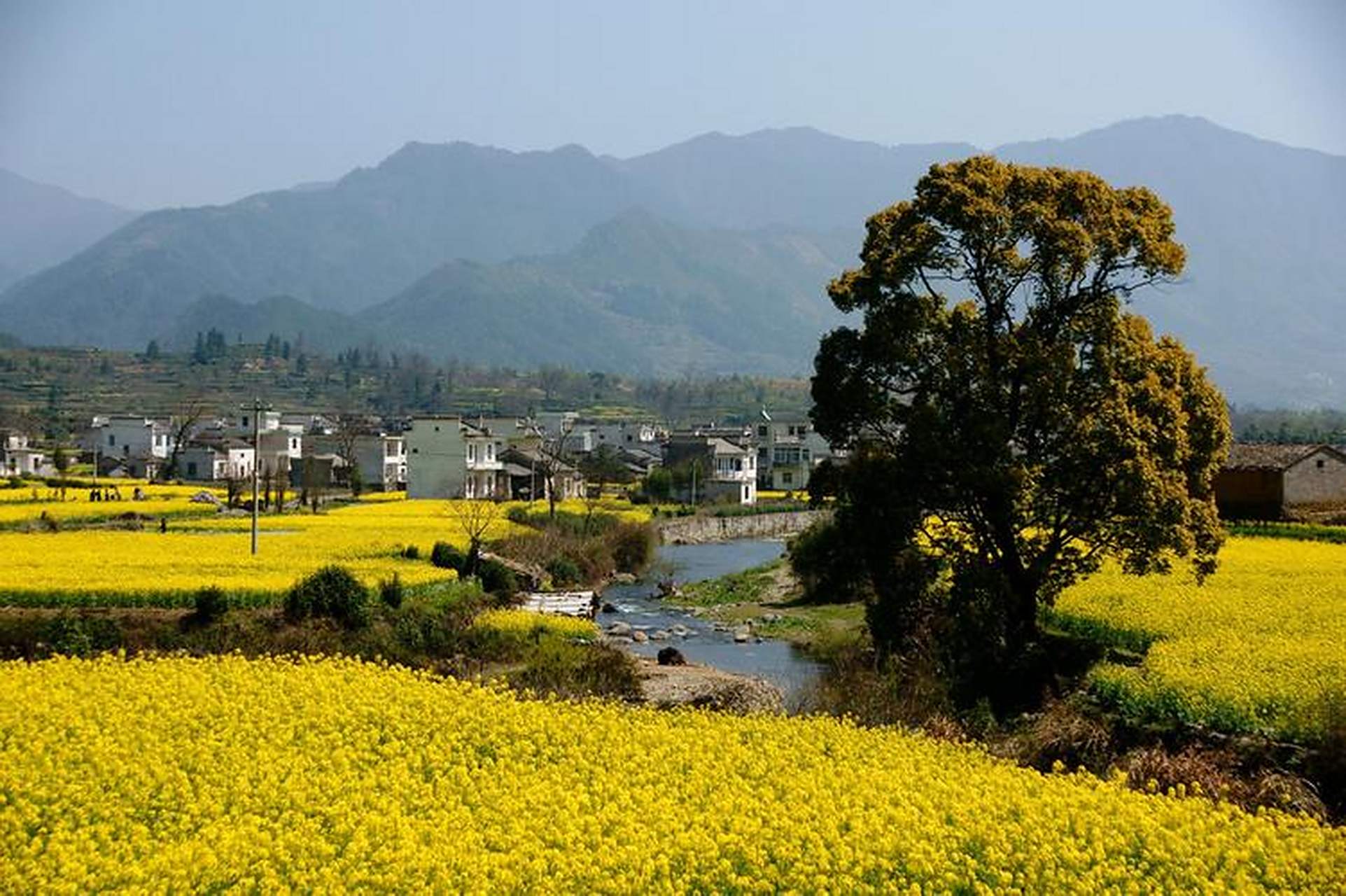 皖花似锦# #春天里躺一躺#  宏村油菜花,春日里的一抹金黄,江南水乡