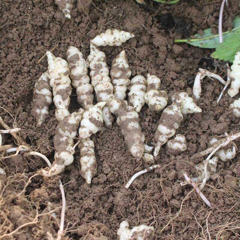 我国比较冷门的6种蔬菜,吃过5种以上是行家,你认识几种?