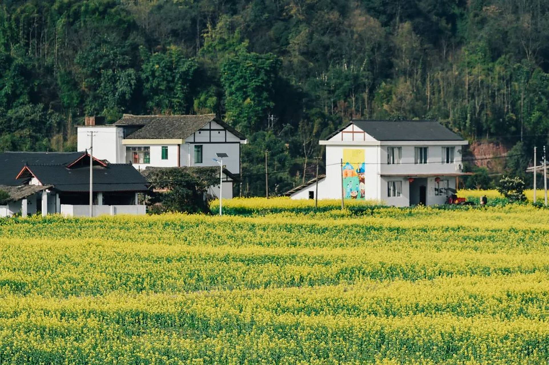 眉山洪雅县金黄油菜花开满地,国风打卡场景吸睛,乡野集市乐趣纷纷南充