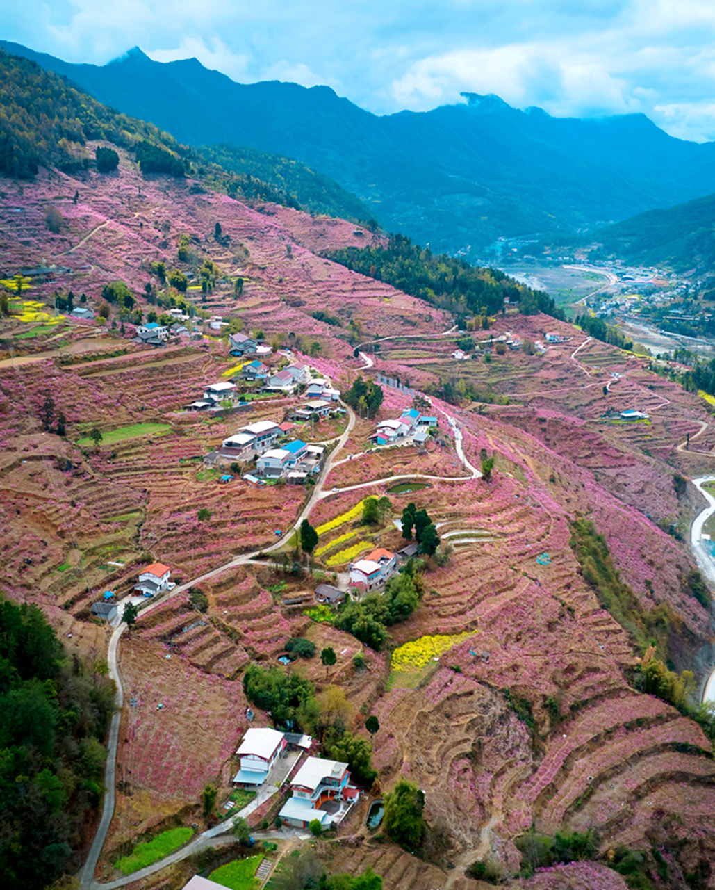 响韵桃源景区位于平武县响岩镇清水村,有可观赏桃花面积6000余亩