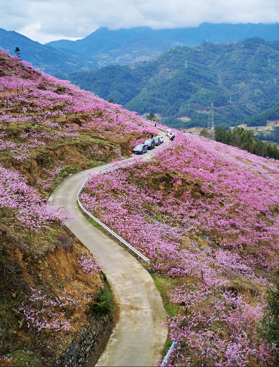 响韵桃源景区位于平武县响岩镇清水村,有可观赏桃花面积6000余亩