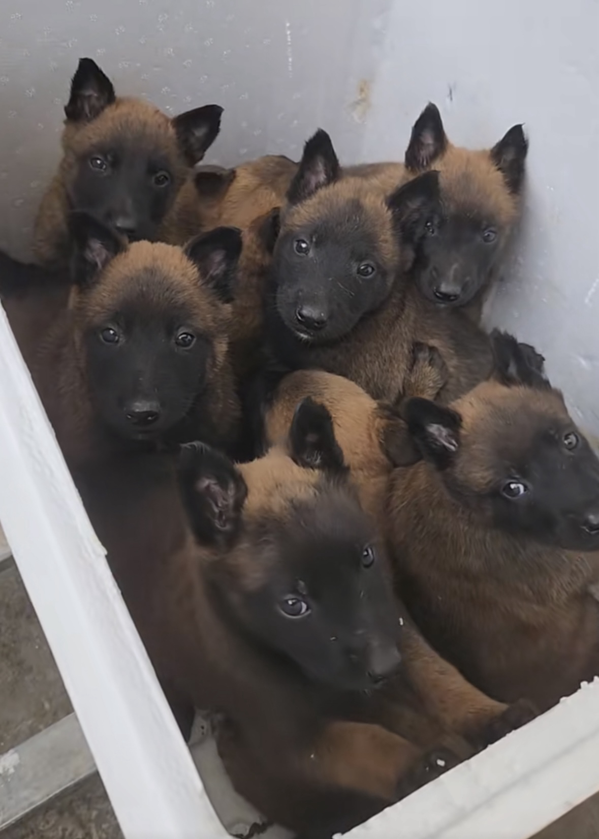 马犬宝宝终于满月了,怎么有点舍不.@逛蛋先森的动态