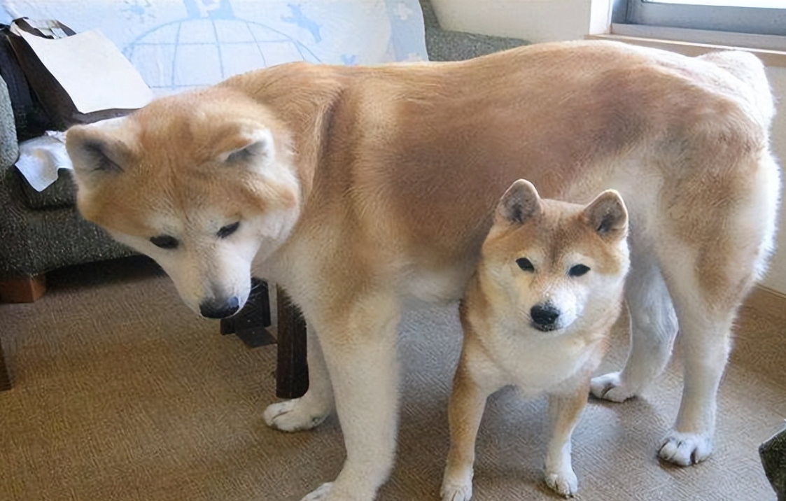 秋田和柴犬区别,秋田犬与柴犬:源自日本的犬种魅力比较