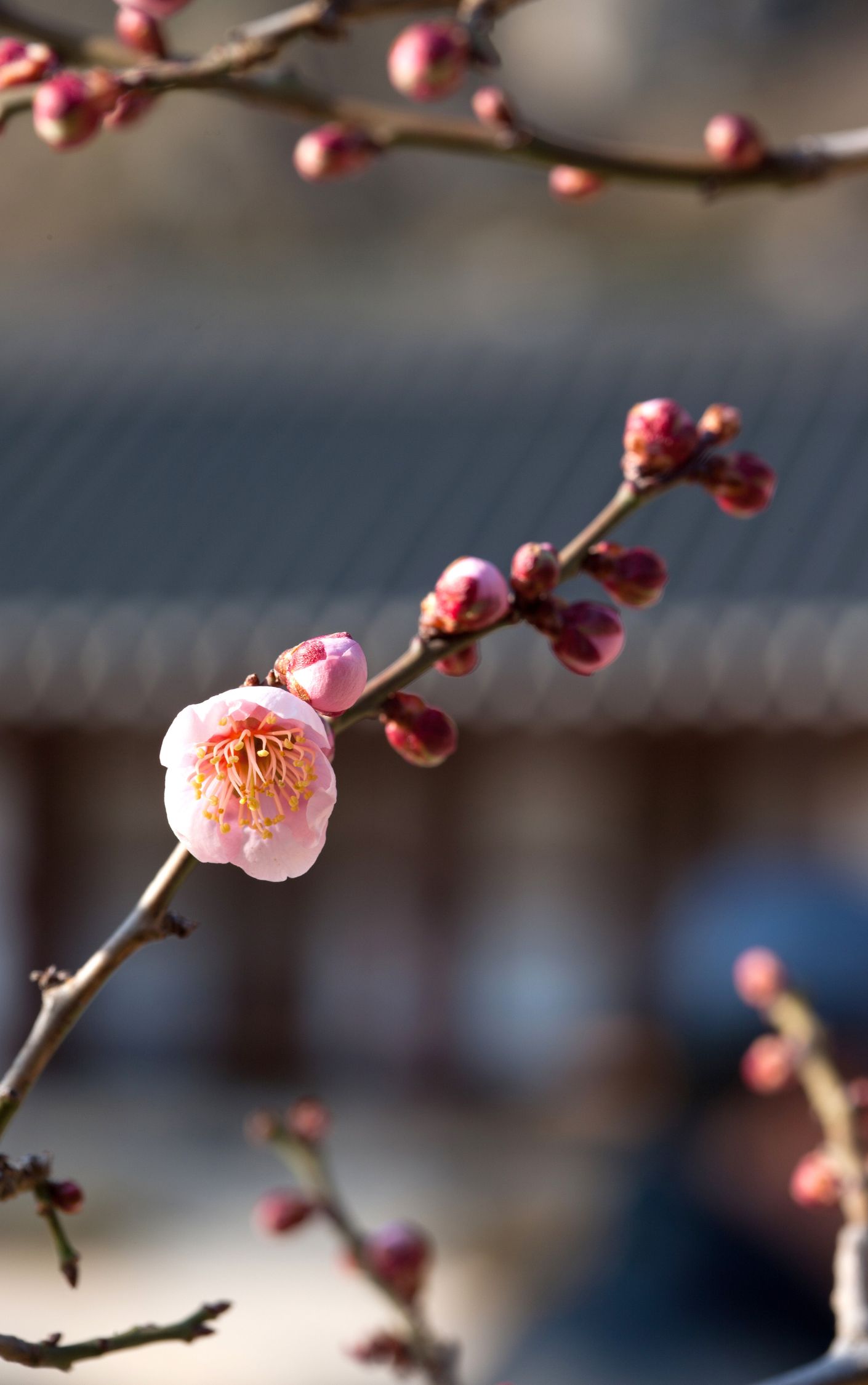 梅花的图片大全 最美 94梅花.@小财神文字的动态