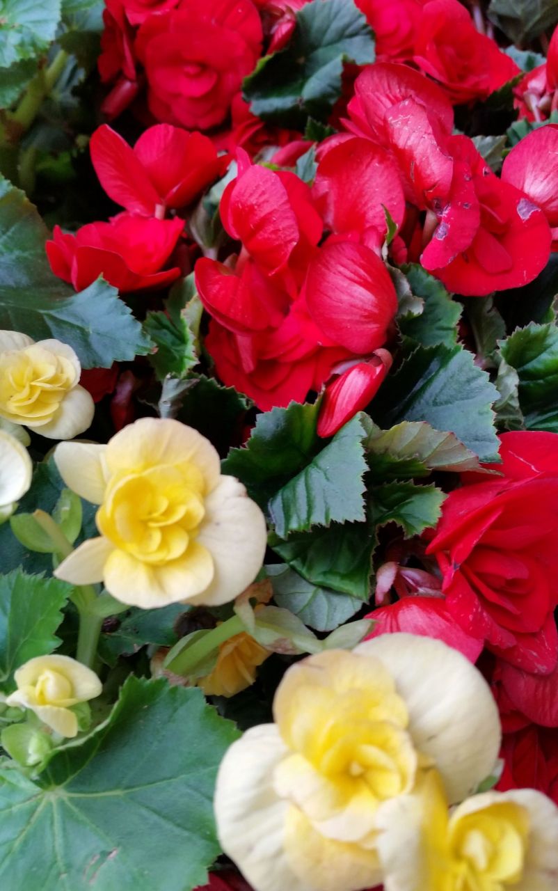 海棠花图片大全大图  海棠花,是中国传统名花之一,以其独特的魅力和