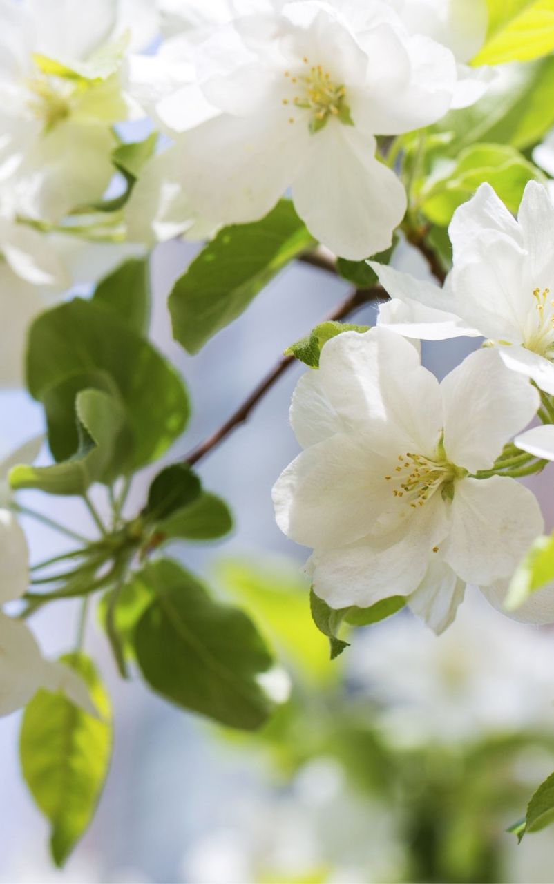 海棠花图片大全大图  海棠花,是中国传统名花之一,以其独特的魅力和