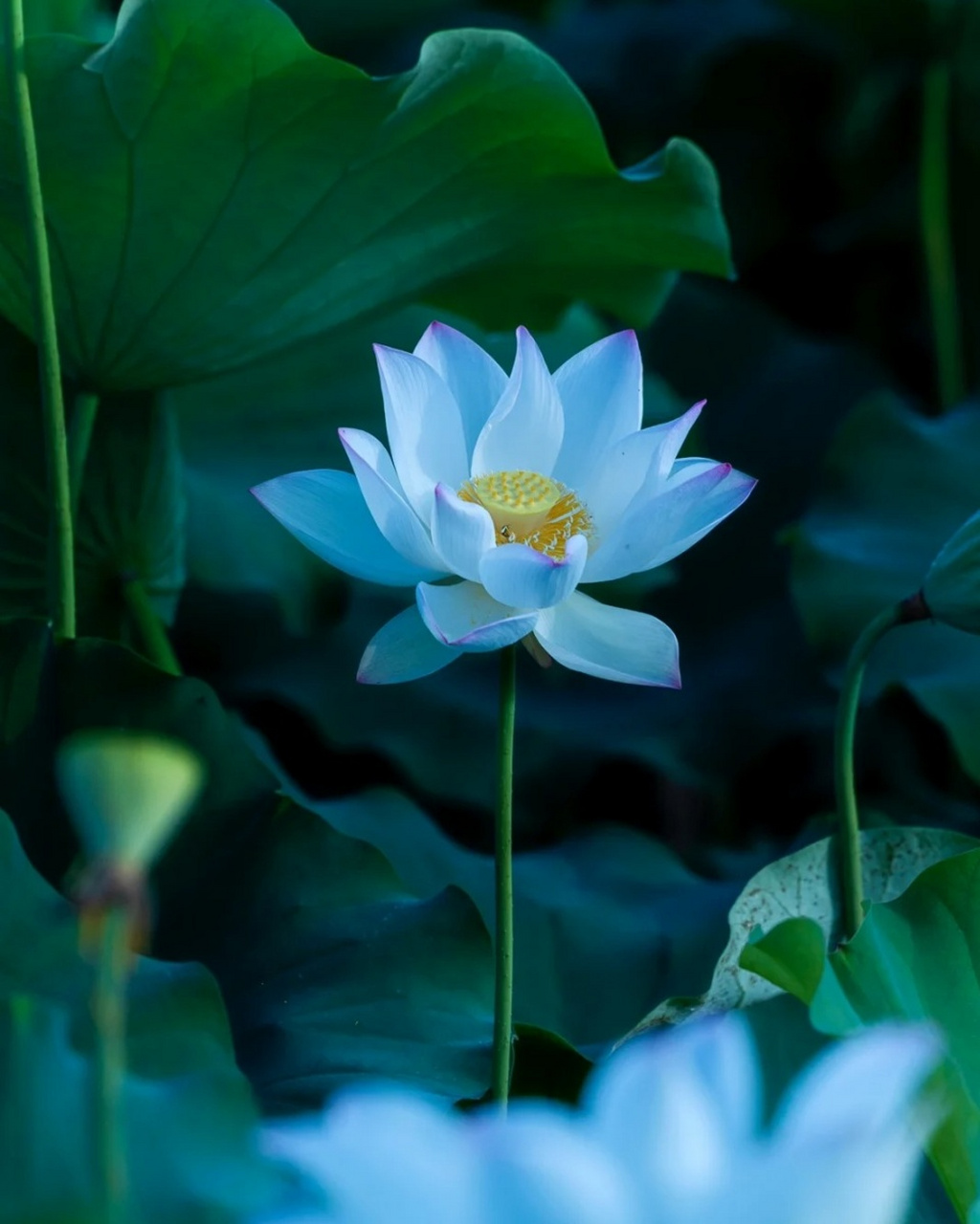 ❤荷花,清雅脱俗,自古便是文人墨客笔下的挚爱,每一