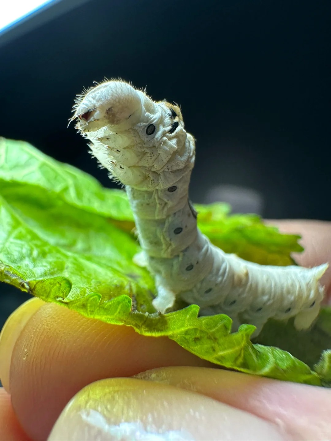 蚕 蚕是鳞翅目昆虫的一种