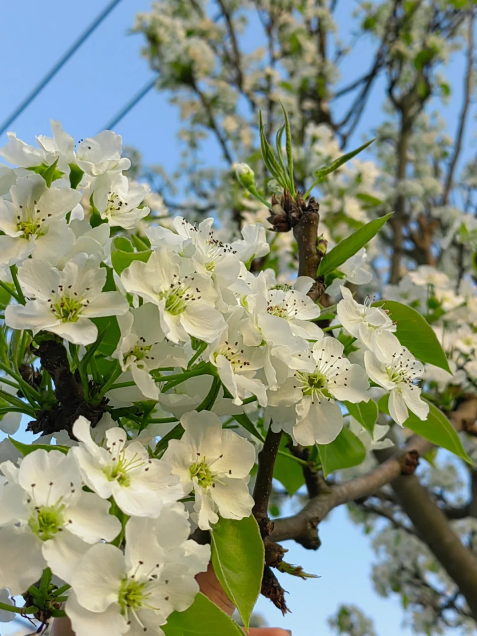 梨树开花图片大全大图图片