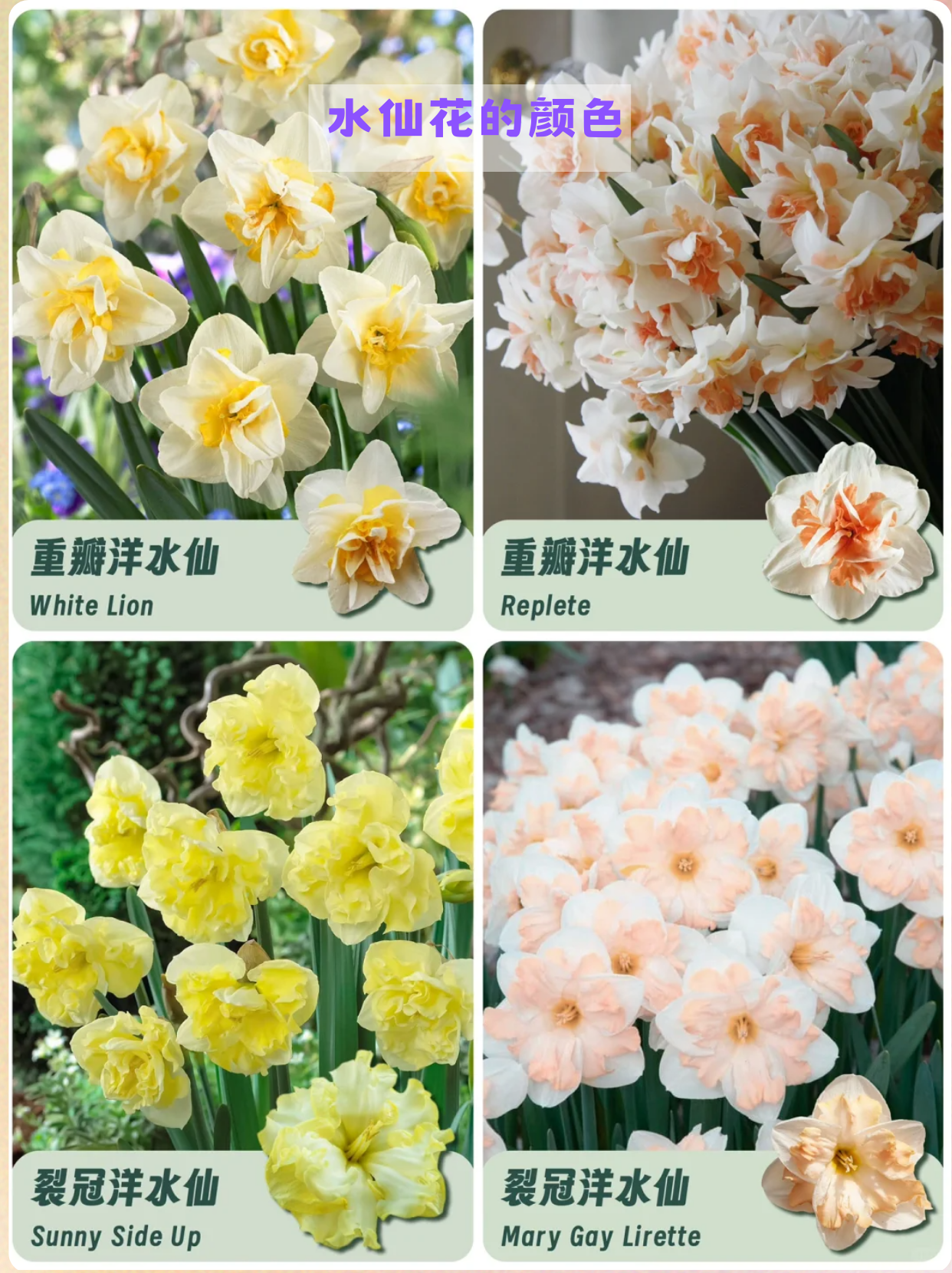 说实话,好品盅笏 水仙花品种水仙花有什么颜色水仙花颜色洋水仙花