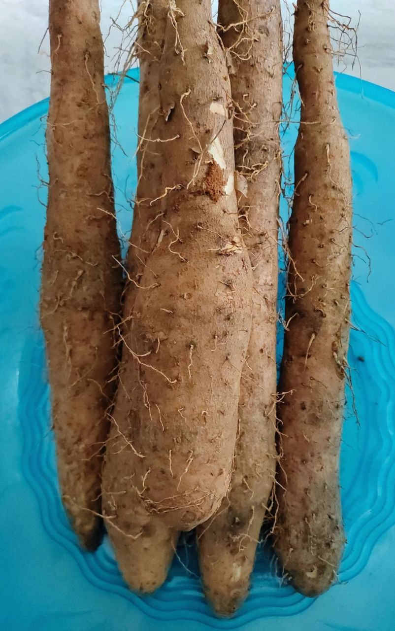 淮山药图片  淮山药是一种薯蓣科薯蓣属的多年生缠绕草本植物,其地下