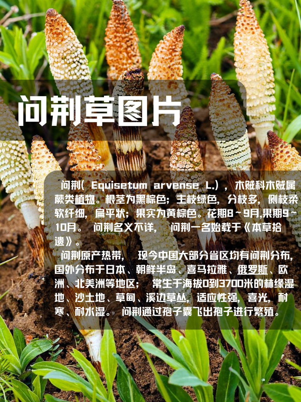 问荆草图片  问荆的根茎是那种黑棕色的,主枝绿油油的,分枝特别多