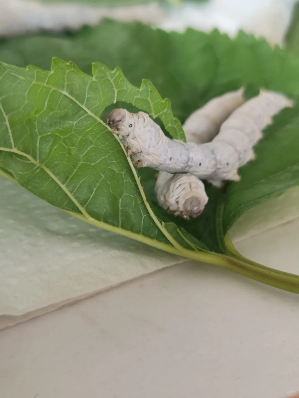 蚕 蚕是鳞翅目昆虫的一种,主要是蚕蛾的幼虫哦~蚕主要分为家蚕和野蚕