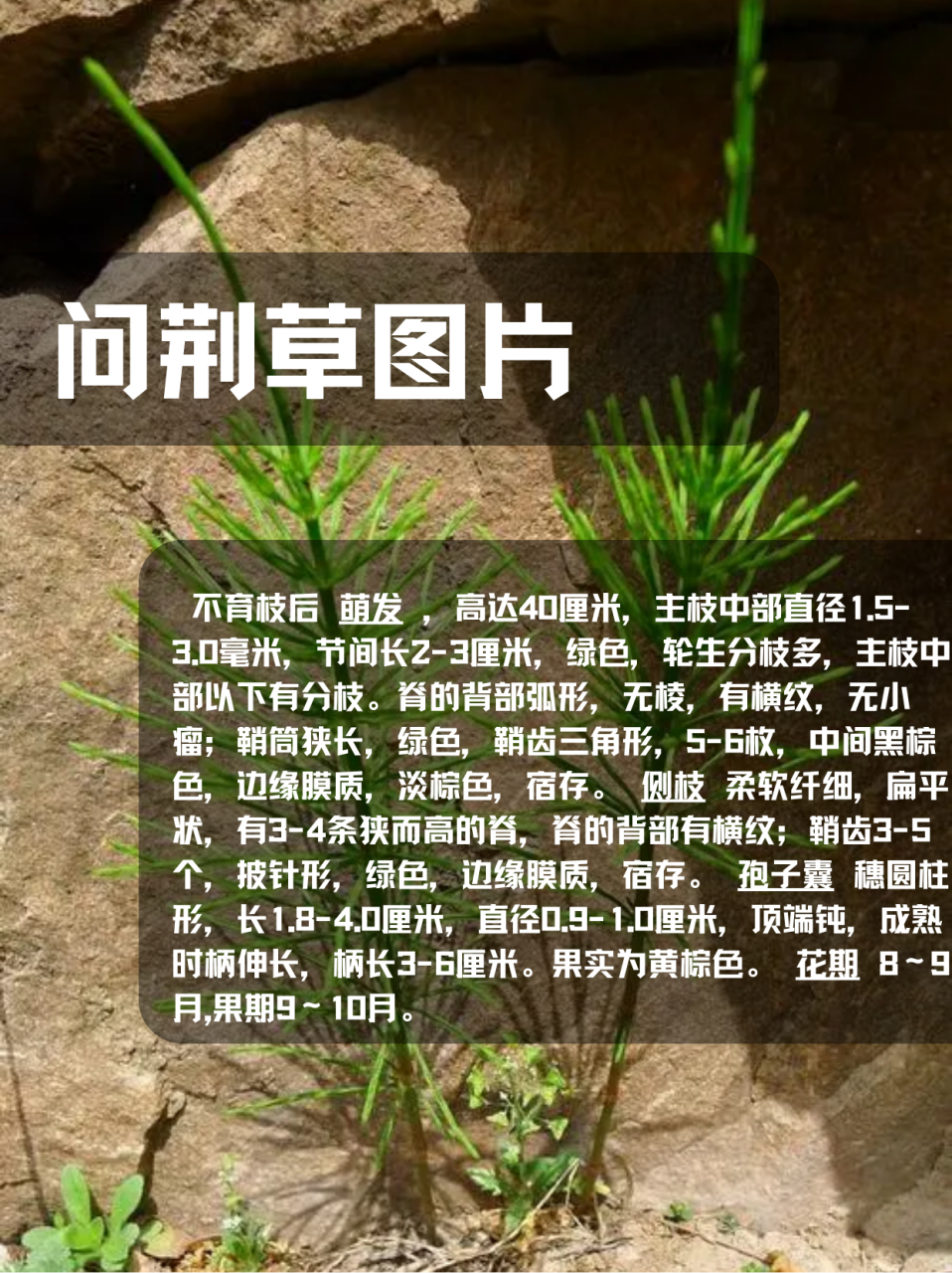 问荆草图片  问荆的根茎是那种黑棕色的,主枝绿油油的,分枝特别多