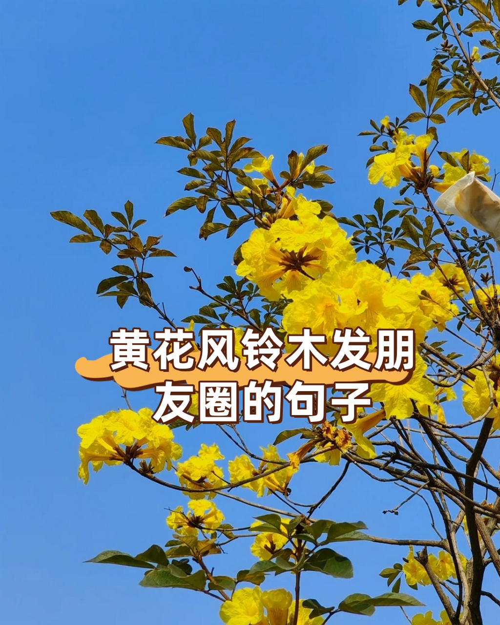 黄花风铃木朋友圈图片