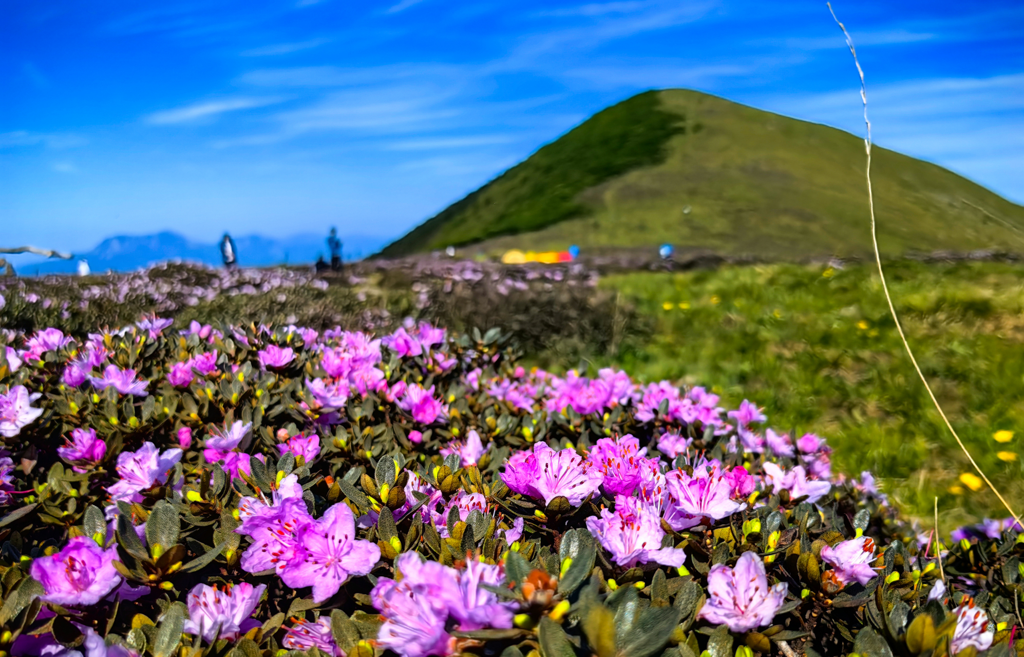 秦岭杜鹃花图片