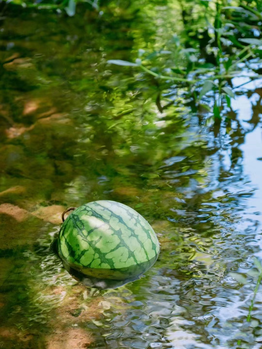 夏天的图片