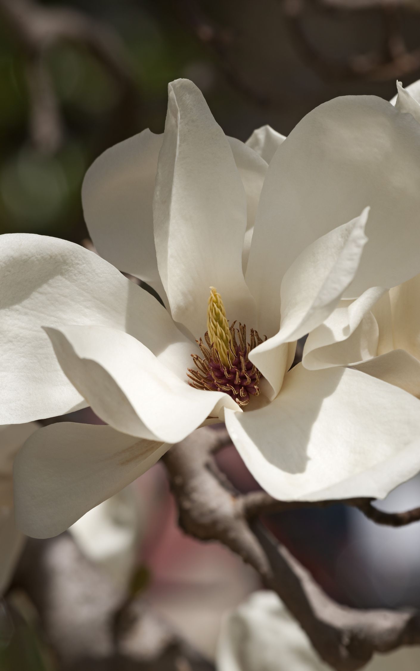 玉兰花的图片 玉兰花,又称白.@小财神文字的动态