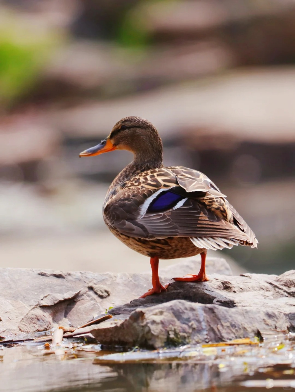 野鸭是几级保护动物 野鸭是国家二级保护动物.