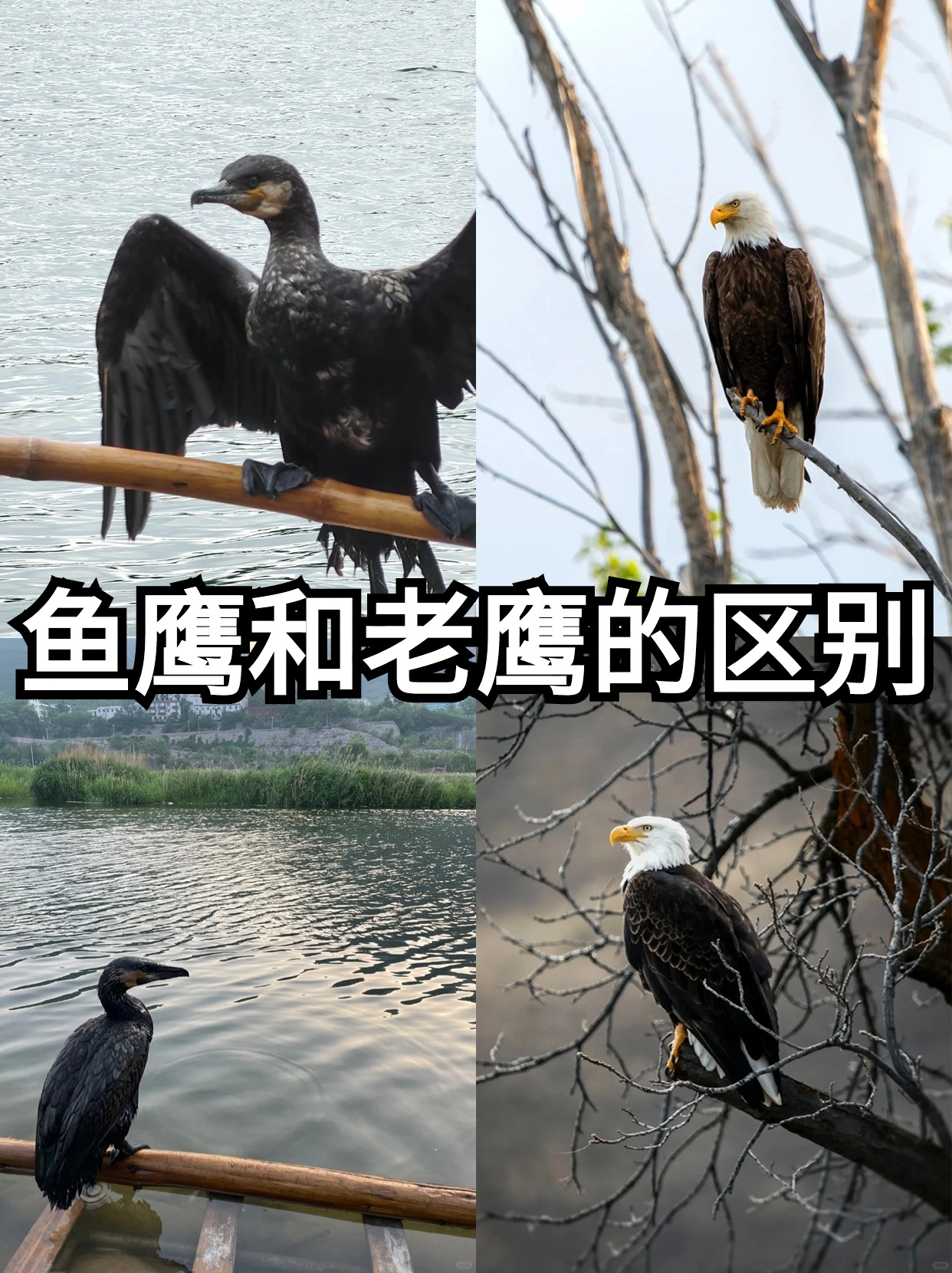 它总是在高空盘旋,代表着鱼鹰和鸬鹚的区别鸬鹚与鱼鹰有什么区别鸬鹚