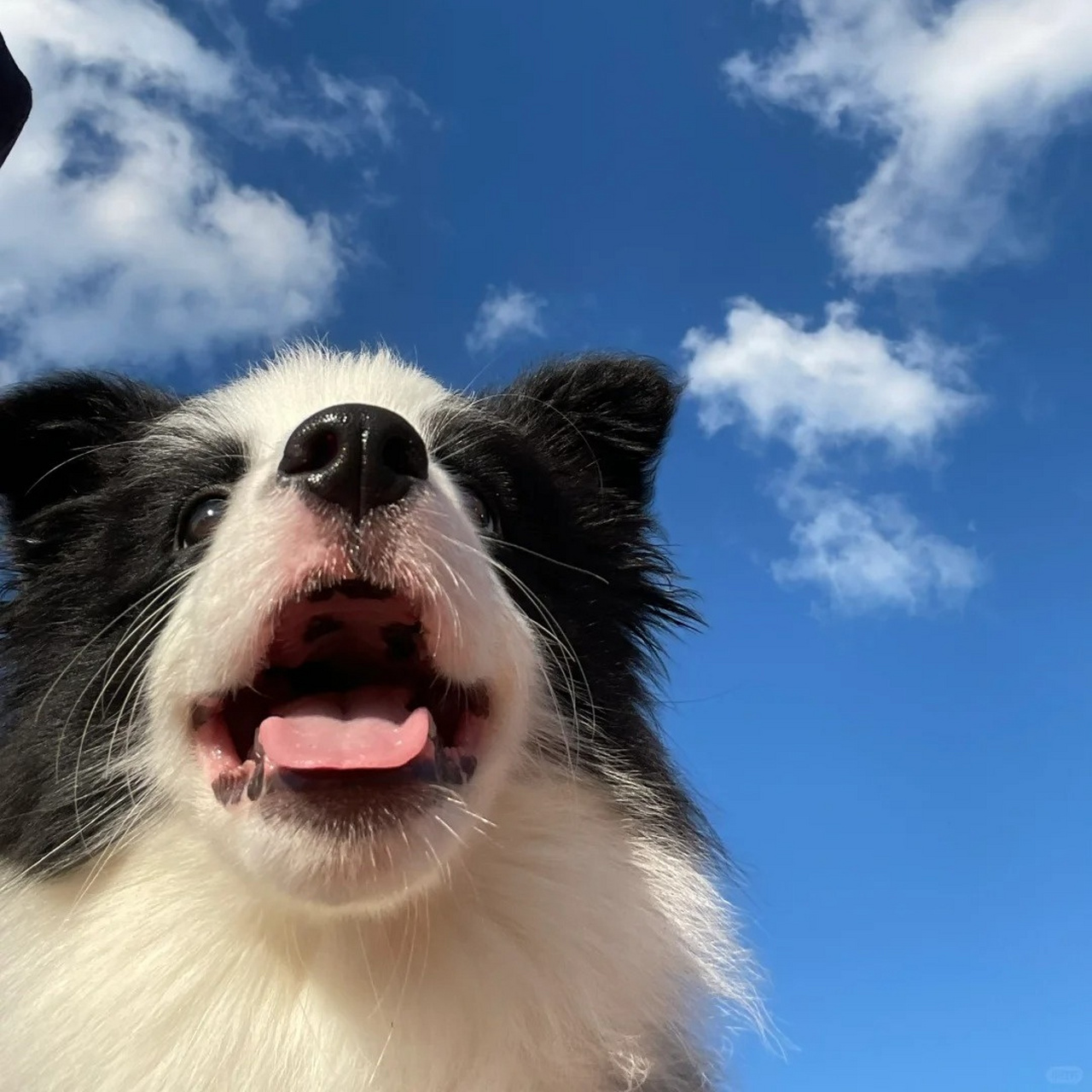 边牧犬图片  7815边牧就是聪明又可爱～!