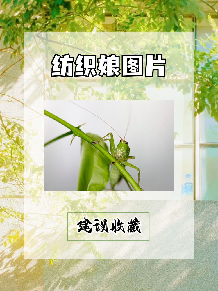 纺织娘图片