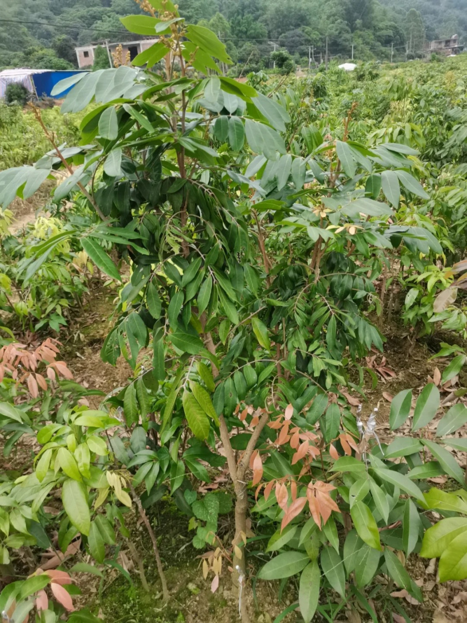 龙眼树 龙眼树,又名牛眼,桂圆,福眼,属于无患子科木本植物.