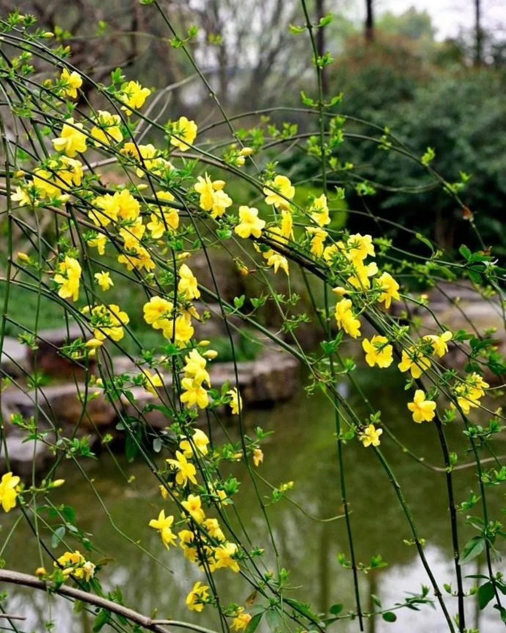 迎春花真实图片图片