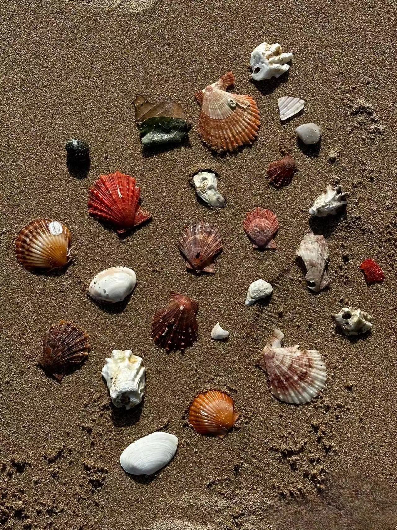 贝壳是生活在水边软体动物的外套膜,由软体动物的一种特殊腺细胞的