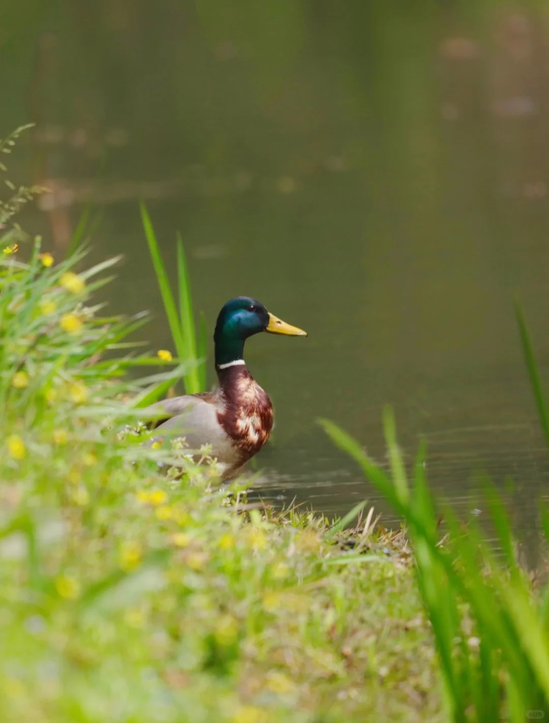 野鸭是几级保护动物 野鸭是国家二级保护动物.