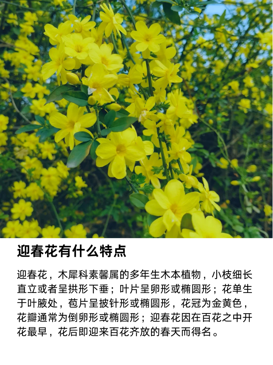 黄城虎蹄迎春花的特点图片