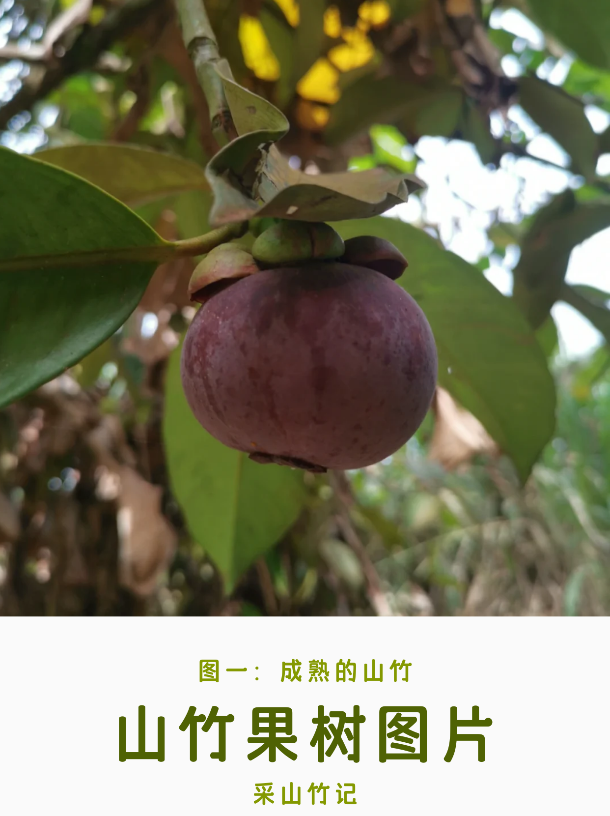 山竹果树图片  榴莲的热闹季节刚刚过去,紧接着,山竹的季节就悄然而至