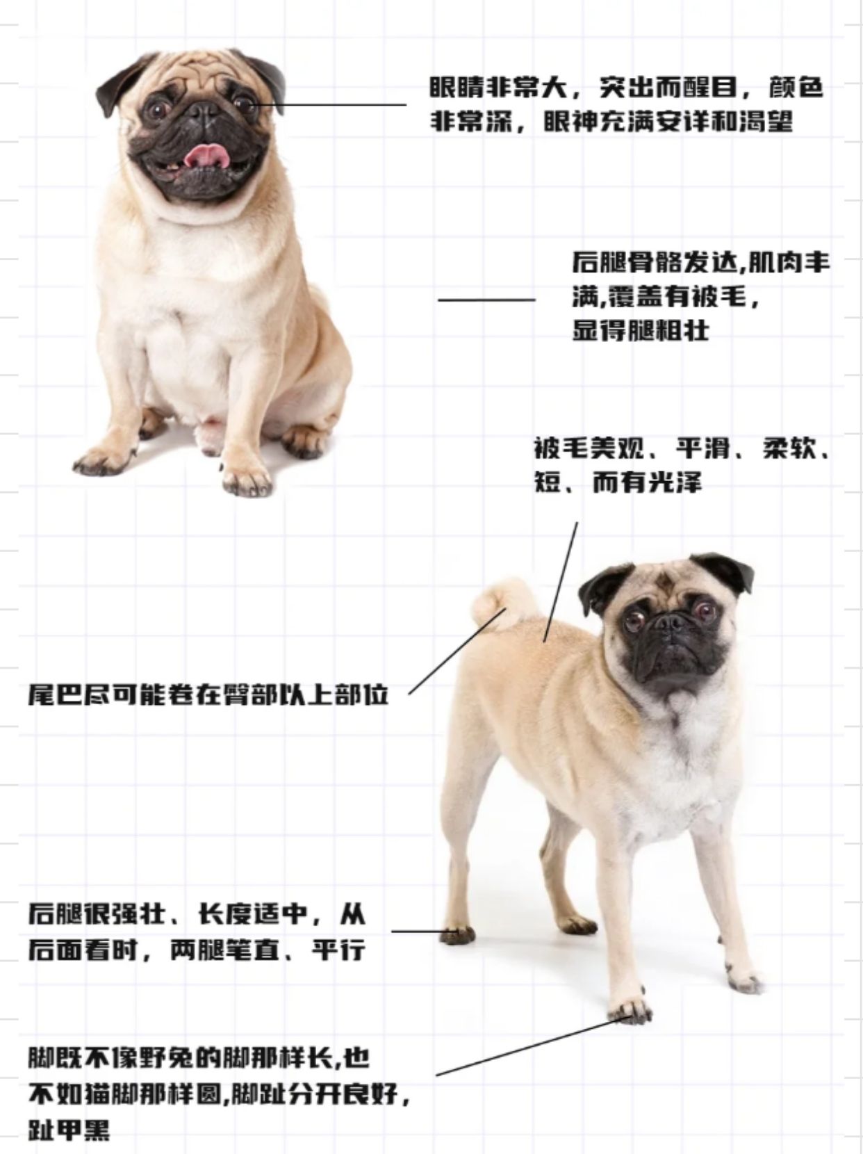 巴哥犬我感觉它真的是那种一看就让人心生喜爱的小型